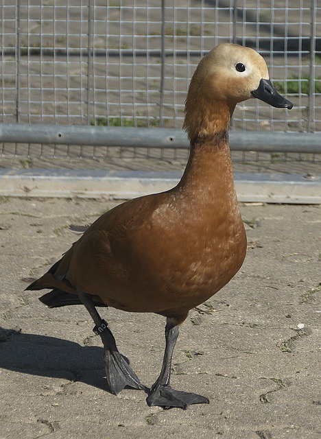 进行跨学科